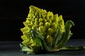 Raw Green Organic Romanesco Royalty Free Stock Photo