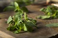 Raw Green Organic Thai Basil Royalty Free Stock Photo