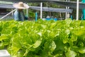 Raw Green Salad Lettuce Growing in Plastic Pipe in Hydroponics O Royalty Free Stock Photo