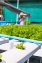 Raw Green Salad Lettuce Growing in Plastic Pipe in Hydroponics O Royalty Free Stock Photo