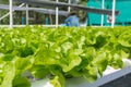 Raw Green Salad Lettuce Growing in Plastic Pipe in Hydroponics O Royalty Free Stock Photo