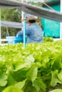 Raw Green Salad Lettuce Growing in Plastic Pipe in Hydroponics O Royalty Free Stock Photo