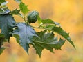 Raw seedcase and dark green leaves of jimsonweed Royalty Free Stock Photo