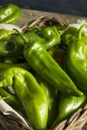 Raw Green Spicy Hatch Peppers Royalty Free Stock Photo