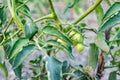 Raw green tomatoes growing on the tree inside of a greenhouse project Royalty Free Stock Photo