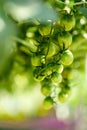 Raw Green tomatoes are hanging on the tomato tree in the garden. Royalty Free Stock Photo