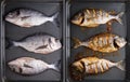 Raw and grilled dorada fish on black plate Royalty Free Stock Photo