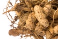 Raw Groundnuts Isolated