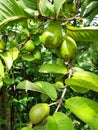 Raw Guava fruit on the garden