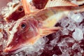 Raw gurnard fish on ice