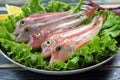 Raw gurnard fish in plate with green salad Royalty Free Stock Photo