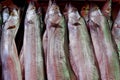 Raw hairtail fish