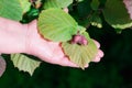 Raw Hazelnut in old woman hand palm.Horizontal view