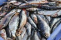Raw herring in a box on the market Royalty Free Stock Photo