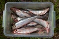 Raw Herring fishes in transparent box Royalty Free Stock Photo