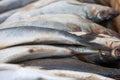 Raw herring on the market close up. Selective focus Royalty Free Stock Photo