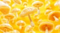 Raw honeydew mushrooms on yellow background Royalty Free Stock Photo