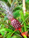 Raw immature pineapple at jongol Royalty Free Stock Photo