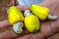 Raw indian cashewnuts with fruit. Royalty Free Stock Photo