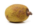 Raw jackfruit Royalty Free Stock Photo