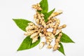 Raw Jerusalem artichoke isolated on white background. Freshly dug tubers ready to cook