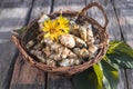 Raw jerusalem artichoke. Topinambur vegetable root on wooden table Royalty Free Stock Photo