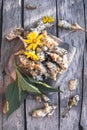 Raw jerusalem artichoke. Topinambur vegetable root on wooden table Royalty Free Stock Photo