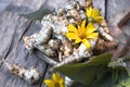 Raw jerusalem artichoke. Topinambur vegetable root on wooden table Royalty Free Stock Photo