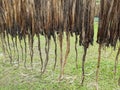 Raw jute fiber hanging for sun drying Royalty Free Stock Photo