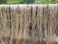 Raw jute fiber hanging for sun drying Royalty Free Stock Photo