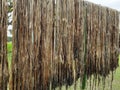 Raw jute fiber hanging for sun drying