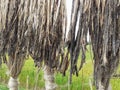 Raw jute fiber hanging for sun drying. Jute cultivation in Assam, India
