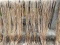 Raw jute fiber hanging for sun drying