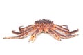 Raw kamchatkan crab on white