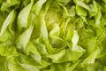 Raw lettuce food background Royalty Free Stock Photo