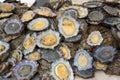 Raw limpets on display Royalty Free Stock Photo