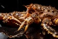 Raw live Kamchatka crab Paralithodes camtschatica