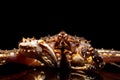 Raw live Kamchatka crab Paralithodes camtschatica