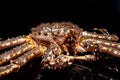 Raw live Kamchatka crab Paralithodes camtschatica