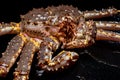 Raw live Kamchatka crab Paralithodes camtschatica