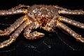 Raw live Kamchatka crab Paralithodes camtschatica