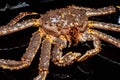 Raw live Kamchatka crab Paralithodes camtschatica