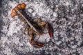 Raw lobster on ice on a black stone table Royalty Free Stock Photo