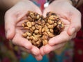 Raw luwak coffee beans in hand Royalty Free Stock Photo