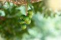 Raw of Macadamia integrifolia or Macadamia nut hanging on plant