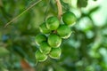 Raw of Macadamia integrifolia or Macadamia nut hanging on plant