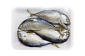 Raw mackerel fish steamed in foam tray, Platow, pla2, with plastic wrap foam isolated on background white
