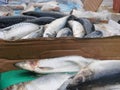 Raw mackerel on the market close up. Selective focus Royalty Free Stock Photo