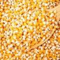 Raw maize corn seeds in wooden spoon closeup Royalty Free Stock Photo