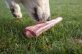 Raw meat for dog Royalty Free Stock Photo